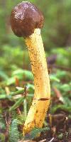 Cordyceps sinensis Extract