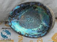 abalone shells