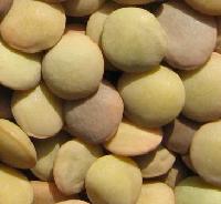 Chinese  lentils , peas, beans
