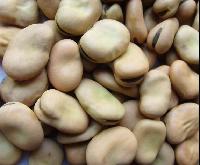 broad bean, fava bean