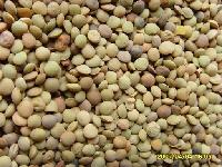 Chinese lentils, green lentils