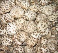Flower Mushrooms
