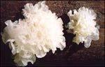Tremella