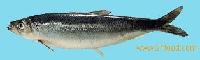 Herring (Clupea Harengus)