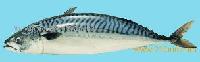 Mackerel (Scomber Scombrus)