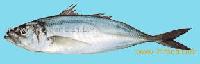 Horse Mackerel (Trachurus Trachurus)
