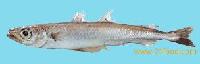 Blue Whiting (Micromesistius Poutassou)