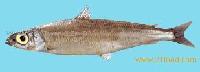 Silver Smelt (Argentina Silus)
