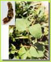 Resveratrol