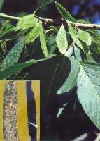 Chlorogenic Acid