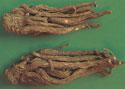 Organic Chinese Angelica