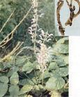 Organic  Danshen  Root
