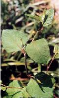 Resveratrol