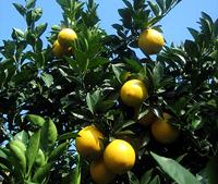 Dihydrochalcone-Xi'an App Chem-Bio(Tech)Co., Ltd