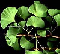 Gingko Biloba Extract