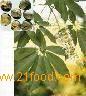 Horse Chestnut Extract