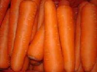 carrot