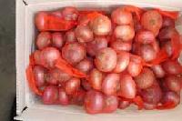 onion