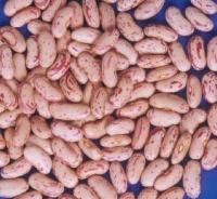 light speckled kidney beans
