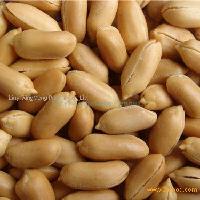  Fried  and  salted   peanut  kernels