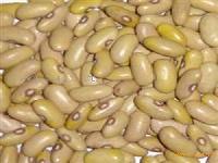 Yellow kidney bean