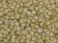 White sorghum