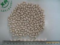  white  kidney  beans ,japanese type,crop2008