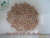  Light   speckled  kidney bean round shape,crop2008