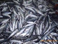 frozen Pacific Mackerel whole round