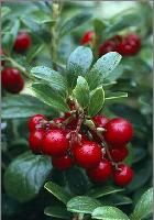  IQF   lingonberry 