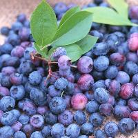 IQF Blueberry