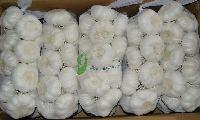 pure white Garlic