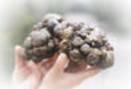 Crude propolis