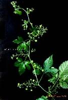 Gynostemma P.E