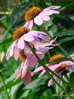 Echinacea P.E.