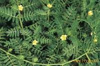 Tribulus Terrestris P.E.