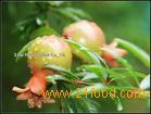 Pomegranate P.E.