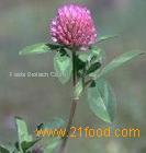 Red clover P.E