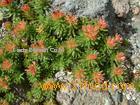 Rhodiola Rosea P.E