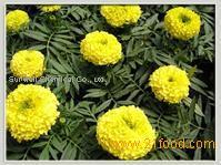 Marigold Flower Extract
