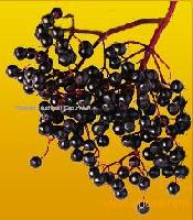 Elderberry Juice Concentrate