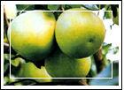 Honey Pomelo