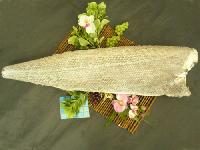 Oilfish-HGT