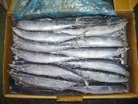 Pacific Saury Mackerel Pike