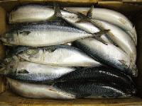Pacific Mackerel (Scomber Japonicus)