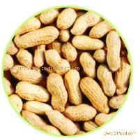 Peanut in shell
