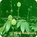 Notoginseng Leaf Triterpenes