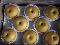  Singo   Pear 