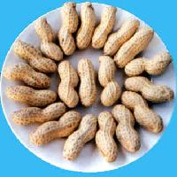  roasted  peanut  inshell 