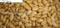 roasted peanut
